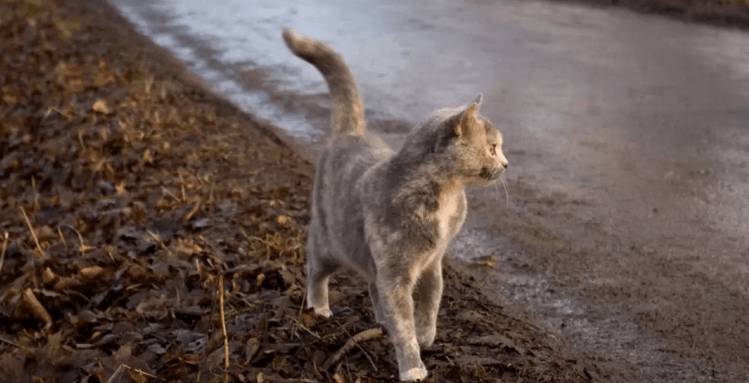 Aeg-ajalt jättis imetav kass vastsündinud kassipoegi koju ja jooksis metsa. Ja siis otsustas perenaine teda jälgida…